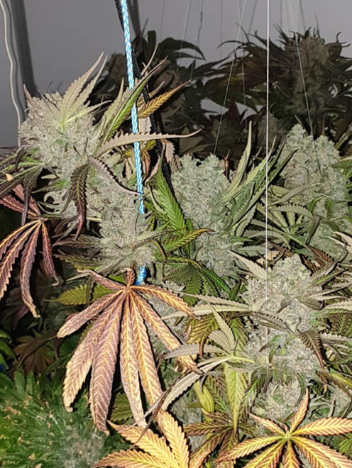 Monster Bud Kush (Zamnesia Seeds) Feminiserede Monster Bud Kush (Zamnesia Seeds) Feminiserede