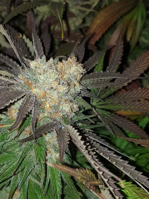 Monster Bud Kush (Zamnesia Seeds) Feminiserede Monster Bud Kush (Zamnesia Seeds) Feminiserede