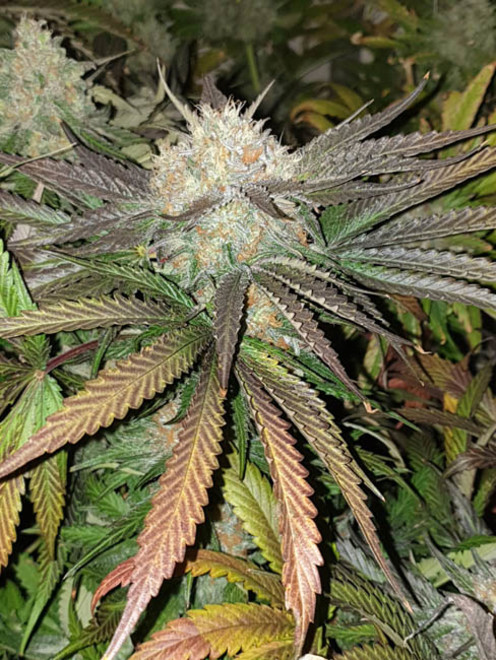 Monster Bud Kush (Zamnesia Seeds) Feminiserede Monster Bud Kush (Zamnesia Seeds) Feminiserede