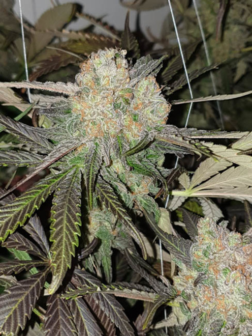 Monster Bud Kush (Zamnesia Seeds) Feminiserede Monster Bud Kush (Zamnesia Seeds) Feminiserede