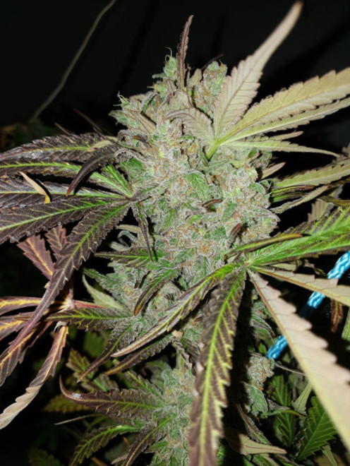 Monster Bud Kush (Zamnesia Seeds) Feminiserede Monster Bud Kush (Zamnesia Seeds) Feminiserede