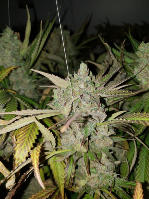 Monster Bud Kush (Zamnesia Seeds) Feminiserede Monster Bud Kush (Zamnesia Seeds) Feminiserede