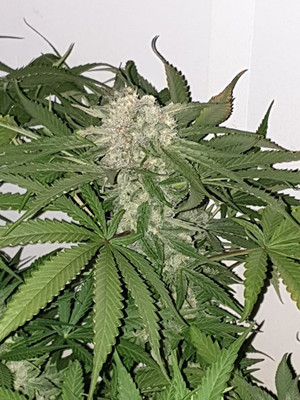 Quick Caramel XL (Zamnesia Seeds) Feminiserede Quick Caramel XL (Zamnesia Seeds) Feminiserede