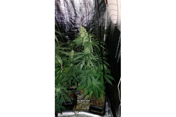 Sour Diesel (Zamnesia Seeds) Feminiserede Sour Diesel (Zamnesia Seeds) Feminiserede