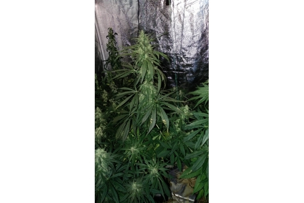 Sour Diesel (Zamnesia Seeds) Feminiserede Sour Diesel (Zamnesia Seeds) Feminiserede
