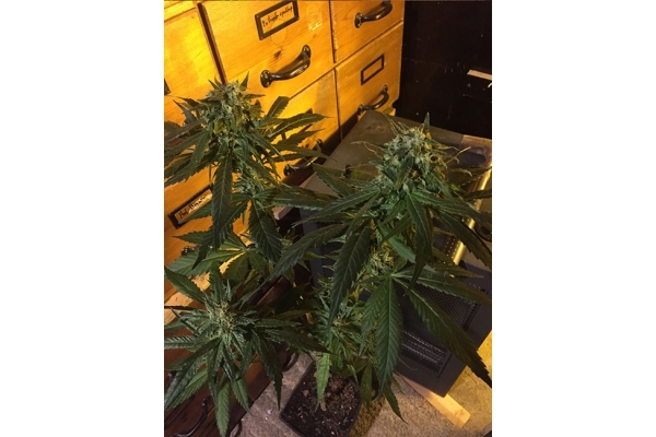 Sour Diesel (Zamnesia Seeds) Feminiserede Sour Diesel (Zamnesia Seeds) Feminiserede