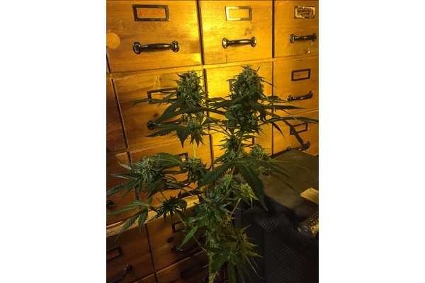 Sour Diesel (Zamnesia Seeds) Feminiserede Sour Diesel (Zamnesia Seeds) Feminiserede