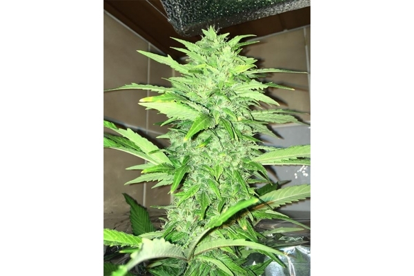 Sour Diesel (Zamnesia Seeds) Feminiserede Sour Diesel (Zamnesia Seeds) Feminiserede