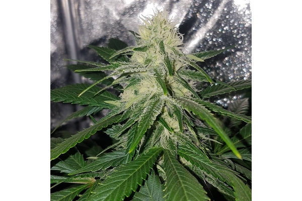 Choco Haze (Zamnesia Seeds) Feminiserede Choco Haze (Zamnesia Seeds) Feminiserede