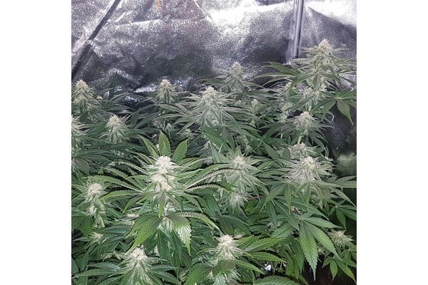 Choco Haze (Zamnesia Seeds) Feminiserede Choco Haze (Zamnesia Seeds) Feminiserede