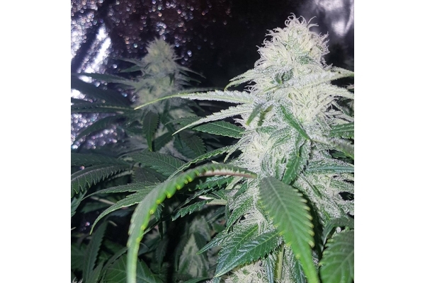 Choco Haze (Zamnesia Seeds) Feminiserede Choco Haze (Zamnesia Seeds) Feminiserede