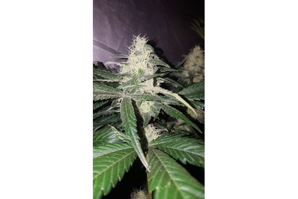 Choco Haze (Zamnesia Seeds) Feminiserede Choco Haze (Zamnesia Seeds) Feminiserede