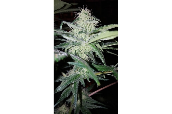 Choco Haze (Zamnesia Seeds) Feminiserede Choco Haze (Zamnesia Seeds) Feminiserede