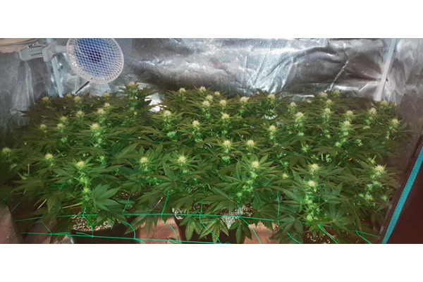 Choco Haze (Zamnesia Seeds) Feminiserede Choco Haze (Zamnesia Seeds) Feminiserede