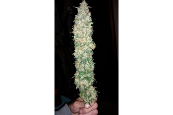 Classic Skunk (Zamnesia Seeds) Feminiserede