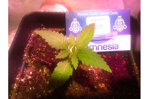 Classic Skunk (Zamnesia Seeds) Feminiserede