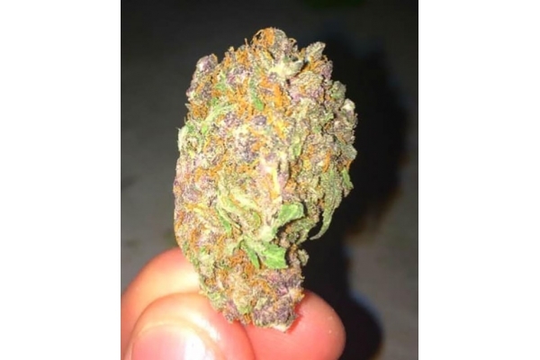 Blueberry Autoflower (Zamnesia Seeds) Feminiserede Blueberry Autoflower (Zamnesia Seeds) Feminiserede