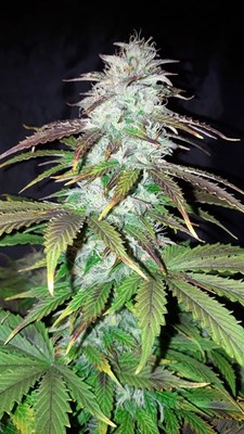 Blueberry Autoflower (Zamnesia Seeds) Feminiserede Blueberry Autoflower (Zamnesia Seeds) Feminiserede