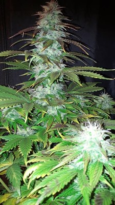 Blueberry Autoflower (Zamnesia Seeds) Feminiserede Blueberry Autoflower (Zamnesia Seeds) Feminiserede