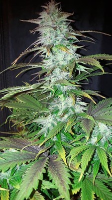 Blueberry Autoflower (Zamnesia Seeds) Feminiserede Blueberry Autoflower (Zamnesia Seeds) Feminiserede