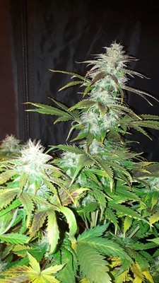 Blueberry Autoflower (Zamnesia Seeds) Feminiserede Blueberry Autoflower (Zamnesia Seeds) Feminiserede