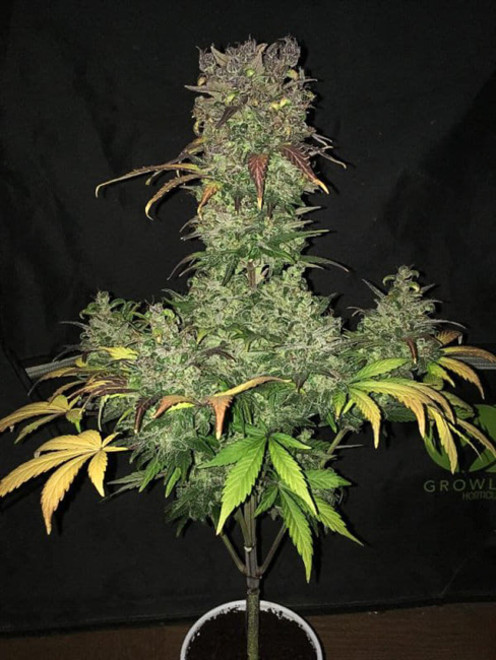 Blueberry Autoflower (Zamnesia Seeds) Feminiserede Blueberry Autoflower (Zamnesia Seeds) Feminiserede