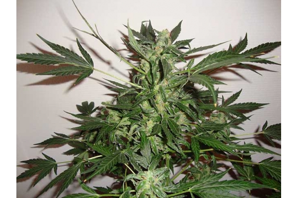 Critical Autoflower (Zamnesia Seeds) Feminiserede Critical Autoflower (Zamnesia Seeds) Feminiserede
