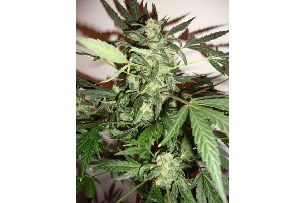 Critical Autoflower (Zamnesia Seeds) Feminiserede Critical Autoflower (Zamnesia Seeds) Feminiserede