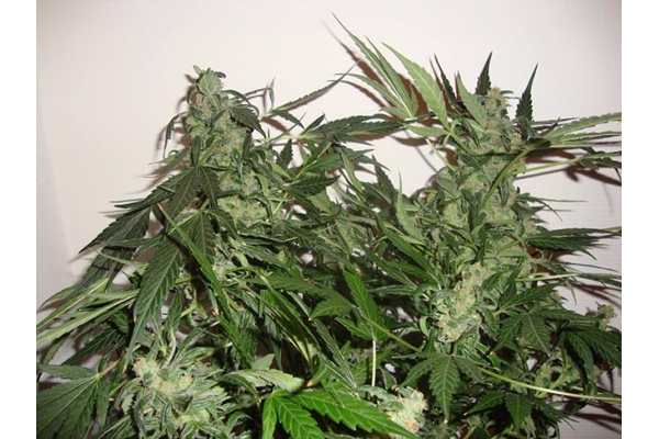 Critical Autoflower (Zamnesia Seeds) Feminiserede Critical Autoflower (Zamnesia Seeds) Feminiserede