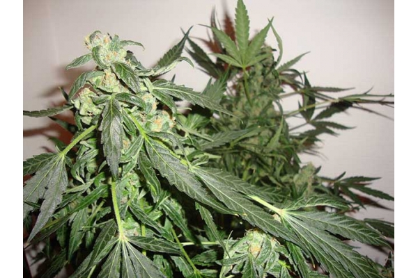 Critical Autoflower (Zamnesia Seeds) Feminiserede Critical Autoflower (Zamnesia Seeds) Feminiserede
