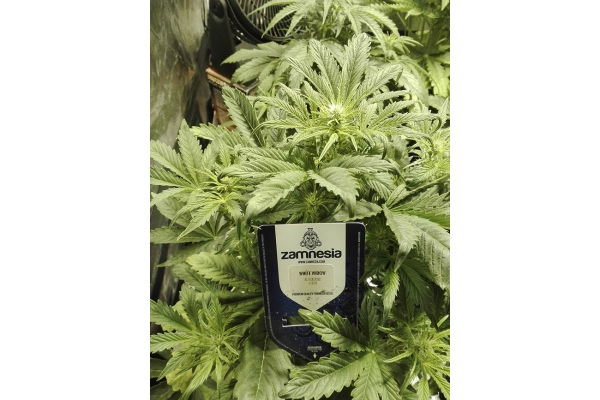 White Widow Autoflower (Zamnesia Seeds) Feminiserede