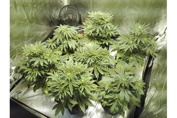 White Widow Autoflower (Zamnesia Seeds) Feminiserede