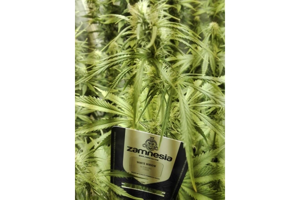 White Widow Autoflower (Zamnesia Seeds) Feminiserede