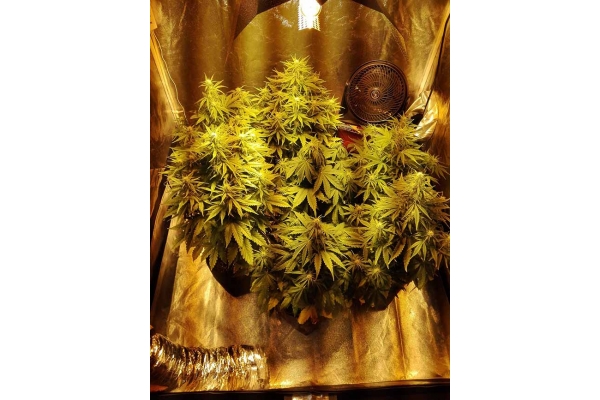 White Widow Autoflower (Zamnesia Seeds) Feminiserede