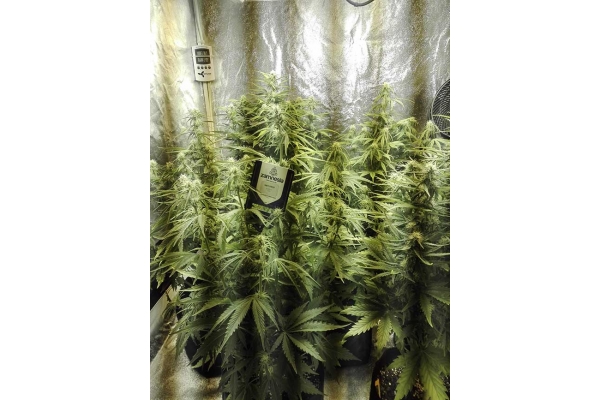 White Widow Autoflower (Zamnesia Seeds) Feminiserede
