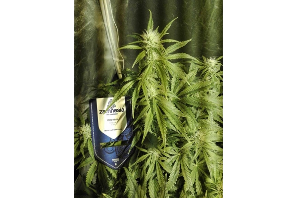 White Widow Autoflower (Zamnesia Seeds) Feminiserede