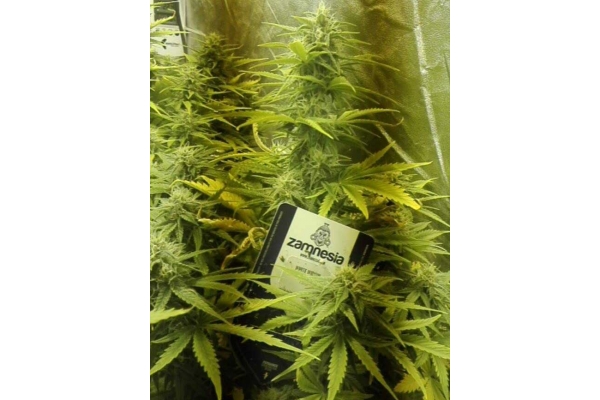 White Widow Autoflower (Zamnesia Seeds) Feminiserede