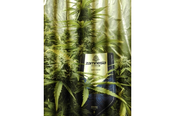 White Widow Autoflower (Zamnesia Seeds) Feminiserede