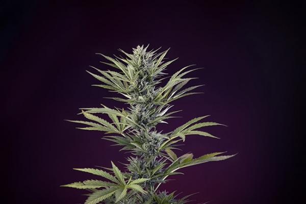 Sticky Beast Autoflower (Zamnesia Seeds) Feminiserede Sticky Beast Autoflower (Zamnesia Seeds) Feminiserede