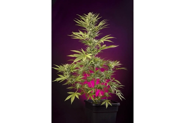 Sticky Beast Autoflower (Zamnesia Seeds) Feminiserede Sticky Beast Autoflower (Zamnesia Seeds) Feminiserede