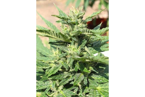 Sticky Beast Autoflower (Zamnesia Seeds) Feminiserede Sticky Beast Autoflower (Zamnesia Seeds) Feminiserede