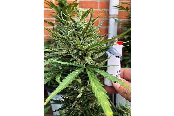 Sticky Beast Autoflower (Zamnesia Seeds) Feminiserede Sticky Beast Autoflower (Zamnesia Seeds) Feminiserede