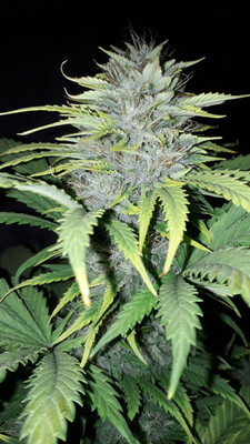 Sticky Beast Autoflower (Zamnesia Seeds) Feminiserede Sticky Beast Autoflower (Zamnesia Seeds) Feminiserede