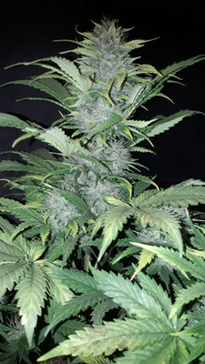 Sticky Beast Autoflower (Zamnesia Seeds) Feminiserede Sticky Beast Autoflower (Zamnesia Seeds) Feminiserede