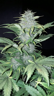 Sticky Beast Autoflower (Zamnesia Seeds) Feminiserede Sticky Beast Autoflower (Zamnesia Seeds) Feminiserede
