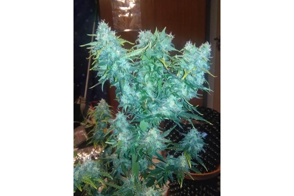 Diesel Autoflower (Zamnesia Seeds) Feminiserede Diesel Autoflower (Zamnesia Seeds) Feminiserede