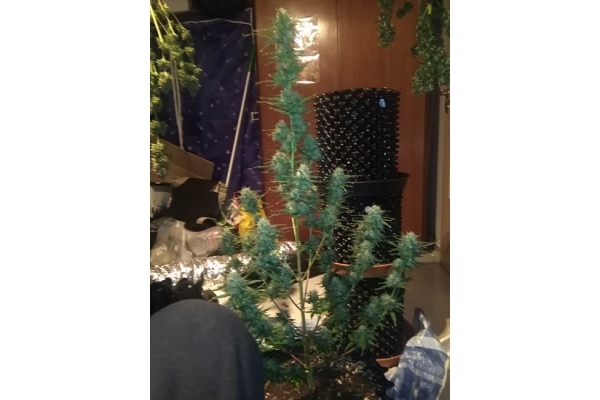Diesel Autoflower (Zamnesia Seeds) Feminiserede Diesel Autoflower (Zamnesia Seeds) Feminiserede
