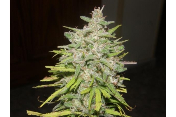 Crystal M.E.T.H. (Dr. Underground) Feminiserede