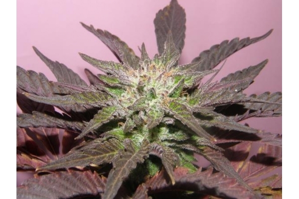 Melon Gum (Dr. Underground) Feminiserede