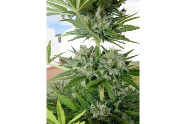 Melon Gum (Dr. Underground) Feminiserede